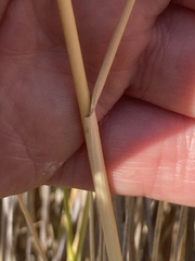 Thinopyrum obtusiflorum