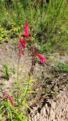 Penstemon roseus