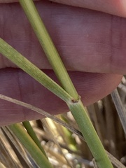 Thinopyrum obtusiflorum