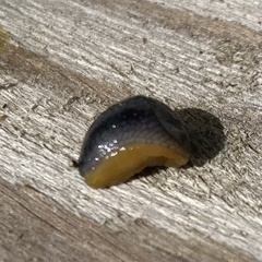 Kobeltia
