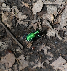 Cicindela sexguttata