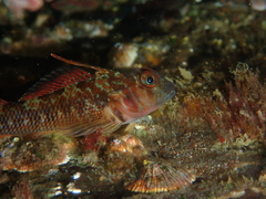 Helcogrammoides cunninghami