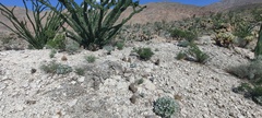 Mammillaria dioica dioica