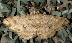 Melanolophia
