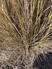 Thinopyrum obtusiflorum