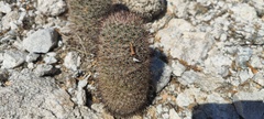 Mammillaria dioica dioica