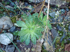 Micranthes ferruginea