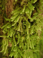 Hypnum circinale
