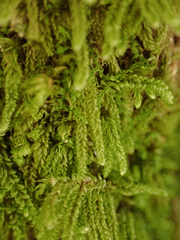 Hypnum circinale