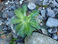 Micranthes ferruginea