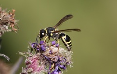 Ancistrocerus catskill