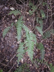 Blechnum hastatum