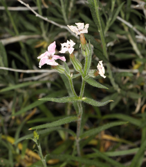 Phlox stansburyi