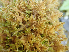 Stereodon subimponens