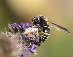 Ancistrocerus catskill