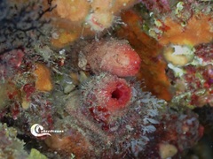 Microcosmus polymorphus