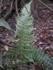 Blechnum hastatum