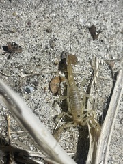 Paruroctonus luteolus