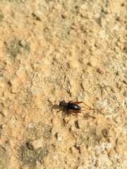 Trigonidium cicindeloides