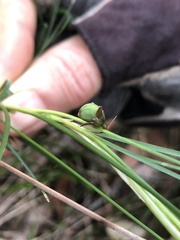 Lomandra pauciflora