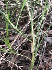 Lomandra pauciflora