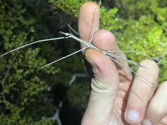 Parabacillus hesperus