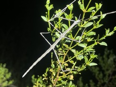 Parabacillus hesperus