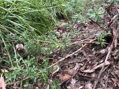 Hibbertia cuneiformis