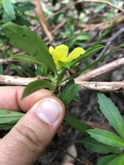 Hibbertia cuneiformis