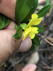 Hibbertia cuneiformis