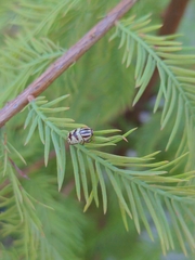 Cryptocephalus leucomelas