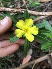 Hibbertia cuneiformis