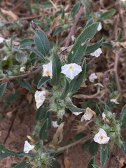 Euploca convolvulacea