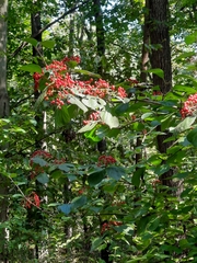 Viburnum dilatatum