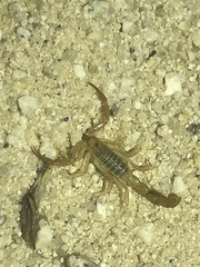 Paravaejovis confusus