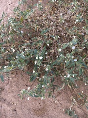 Euploca convolvulacea