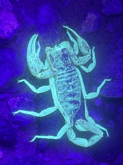 Smeringurus