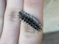 Lophocampa roseata