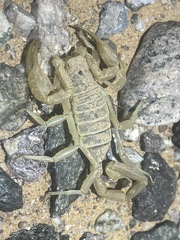 Smeringurus
