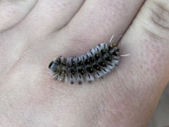 Lophocampa roseata