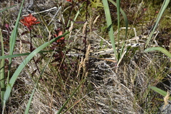 Poa macrantha