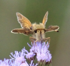 Atalopedes campestris