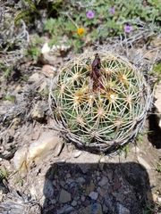Coryphantha cornifera