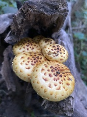 Pholiota aurivella