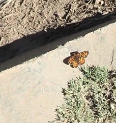 Phyciodes mylitta
