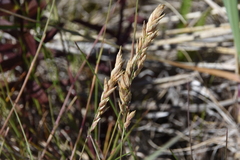 Poa macrantha