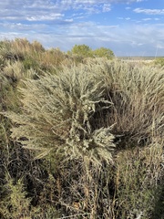 Artemisia filifolia