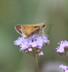 Atalopedes campestris