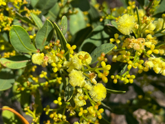 Acacia myrtifolia