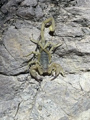 Smeringurus vachoni